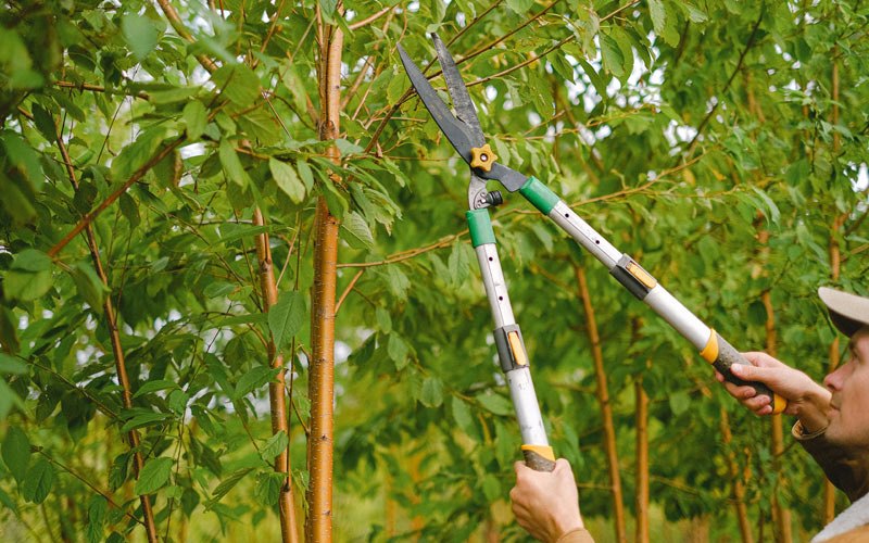 Tree trimming in Greenvale, NY